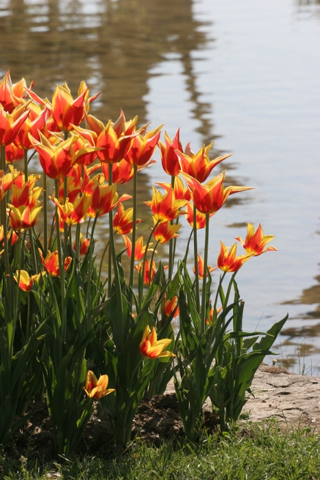 Tulipes a Morges 2007 - 189